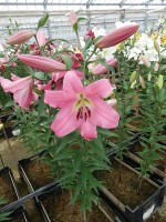 [4508 PO96 Maldano No01.JPG]